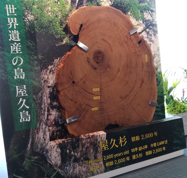 2017年に到着した鹿児島空港の館内