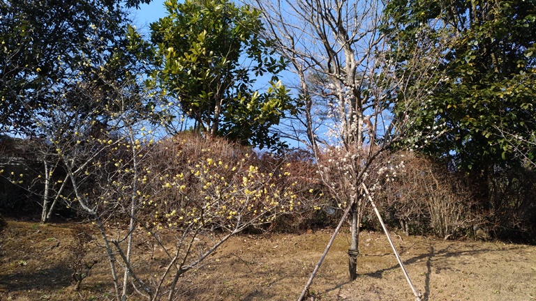 成田山公園で咲き始めた梅の花