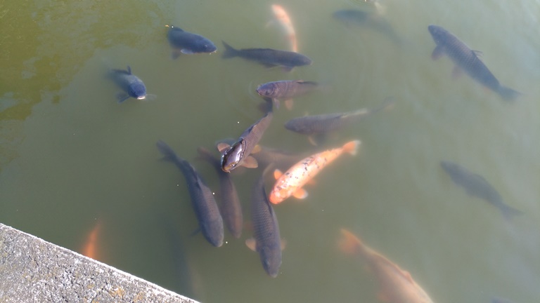 成田山公園の池を泳ぐ鯉